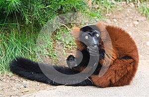 Red Ruffed lemur (Varecia rubra) photo