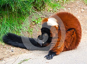 The Red Ruffed Lemur (Varecia rubra) photo