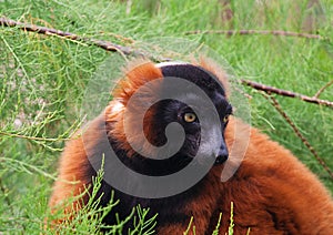 Red Ruffed Lemur, Varecia Rubra photo