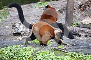 Red ruffed lemur (Varecia rubra)