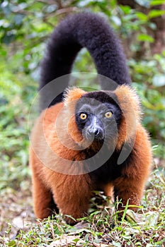 Red ruffed lemur Varecia rubra, Andasibe reserve, Madagascar
