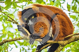 Red Ruffed Lemur Varecia rubra looking down from a tree