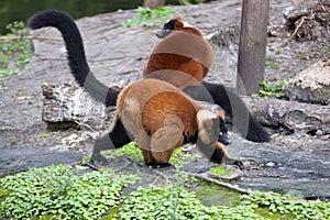 Red ruffed lemur (Varecia rubra) photo