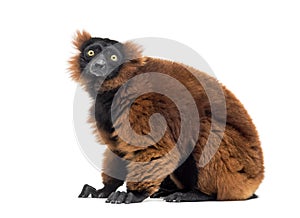 Red ruffed lemur, Varecia rubra, sitting against white