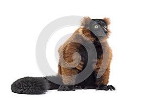 Red ruffed lemur, Varecia rubra