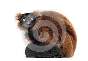 Red ruffed lemur, Varecia rubra, sitting, isolated on white