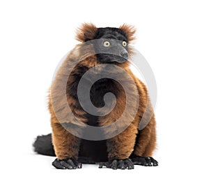 Red ruffed lemur, Varecia rubra, sitting, isolated on white