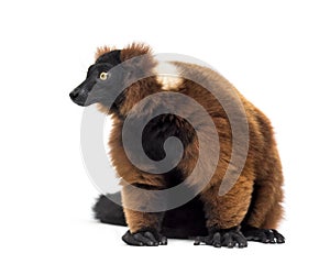 Red ruffed lemur, Varecia rubra, sitting, isolated on white