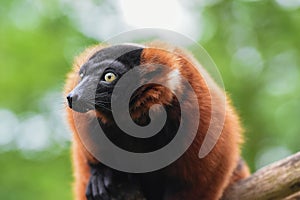 Red ruffed lemur. photo