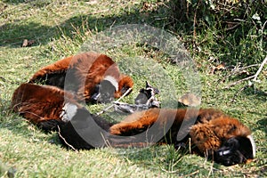 red ruffed lemurs in a zoo (france)