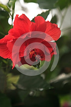 Red ruffle hibiscus flower blooms in a Naples