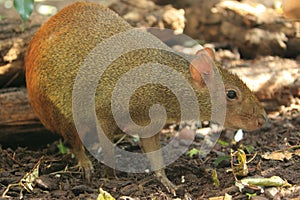 Red-rumped agouti photo