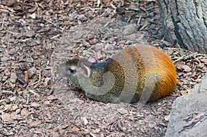 Red-rumped agouti photo