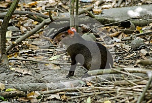 Red Rumped Agouti, Tobago photo