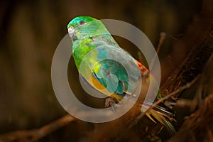 Red-rumped grass parrot, Psephotus haematonotus, bird of south-eastern Australia. Green yellow parrot sitting on the branch in the