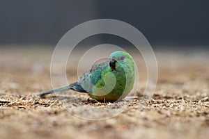 Red-Rumped Parrot