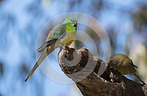 Red Rumped Parrot male perched in tree