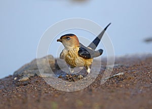 Red rumped Swallow