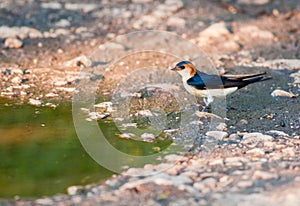 Red-rumped Swallow