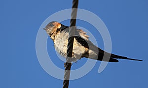 Red rumped swallow