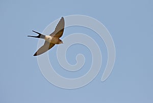 Red-rumped Swallow on flight
