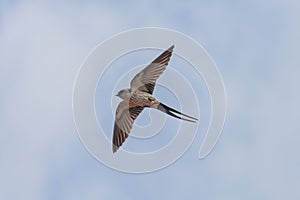 A Red-rumped swallow in flight
