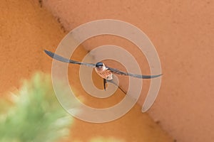 A Red-rumped swallow in flight