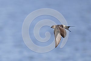 A Red-rumped swallow in flight