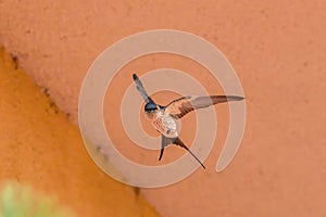 A Red-rumped swallow in flight