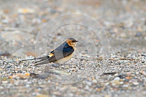 Red rumped Swallow resting on the ground