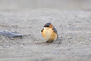 Red rumped Swallow resting on the ground