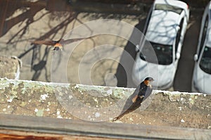 the red- rumped swallows. cecropis daurica is a small passerine bird in the swallow family. Shimla Himachal Pradesh India.