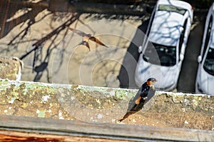 the red- rumped swallows. cecropis daurica is a small passerine bird in the swallow family. Shimla Himachal Pradesh India.