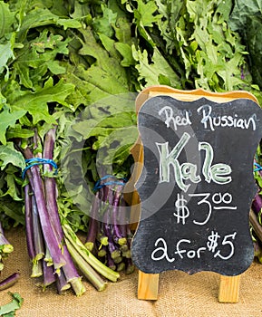 Red Russian Kale