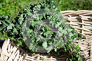 Red Russian Kale in a Basket