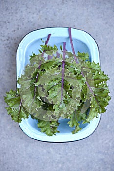 Red Russian Kale in Blue Round Rectangular Dep Dish Overhead