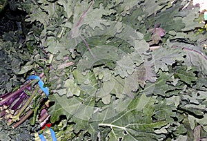 Red Russian Kale, Brassica oleracea var. viridis