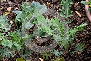 Red Russian Kale Growing in Organic Garden Soil