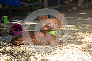 red Russian long haired Toy Terrier lying on the ground