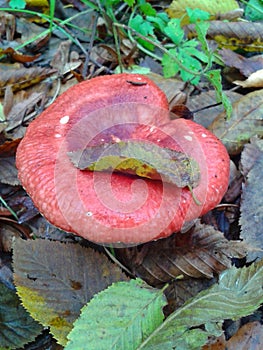 Red russula mushroom among fallen leaves