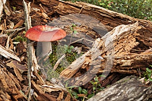 Red russula mushroom growing in a forest surrounded by rotten fallen tree