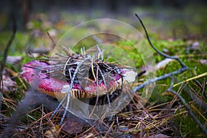 Red russula mushroom grows in forest