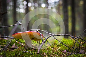 Red russula mushroom grows in moss