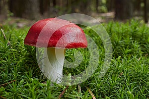 Red russula mushrooms, russula emetica poisonous fungus, medicinal