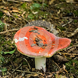 Red Russula, Russulaceae