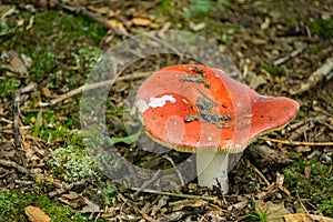 Red Russula, Russulaceae