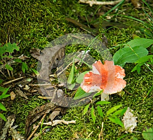 Red Russula, Russulaceae