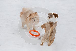 Red sable pomeranian spitz puppy and multibred dog puppy are playing with dog ring in the winter park