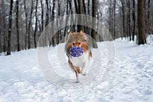 Red sable Sheltie is playing in snowy forest