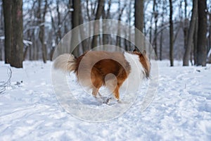 Red sable Sheltie is playing in snowy forest
